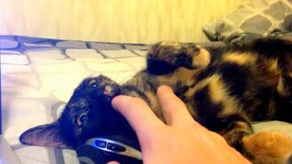 Кошка скучала по хозяину 4 дня - смотреть видео (1:24)