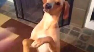 Самый артистичный пёс - смотреть видео (0:07)