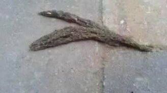 Змея из личинок комаров - смотреть видео (0:20)