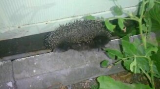 Побег ежа от громкого смеха - смотреть видео (0:23)