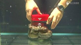 Осьминога закрыли в банке... - смотреть видео (1:39)