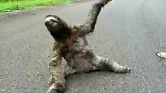 Смешной ленивец - смотреть видео (0:56)