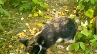 Игрунья на природе - смотреть видео (0:27)