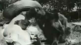 Первое в мире видео с кошкой - смотреть видео (0:40)