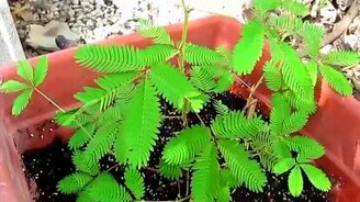 Какое стыдливое растение - смотреть видео (0:40)