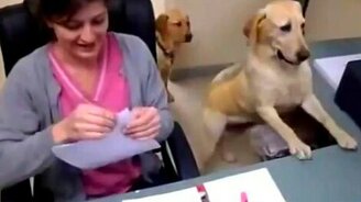 Полезный офисный помощник - смотреть видео (0:45)