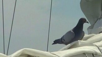 Голубь на яхте - смотреть видео (0:56)