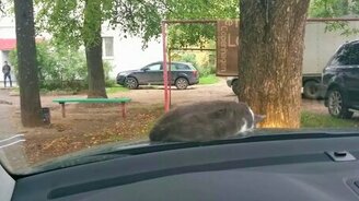 Кошак на капоте - смотреть видео (1:14)