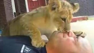 Лев напал на человека - смотреть видео (0:06)