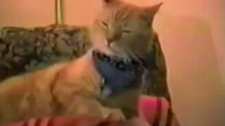 Кот-рок-н-ролльщик - смотреть видео (1:00)