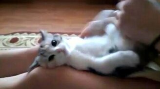 Верный способ угомонить кошку - смотреть видео (0:25)