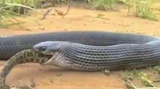 Королевская кобра против питона - смотреть видео (3:51)