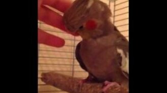 Почеши мне шейку! - смотреть видео (0:56)