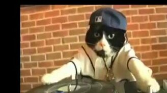 Котяра ди-джей - смотреть видео (1:20)