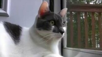 Кот отстреливается от врагов - смотреть видео (0:11)