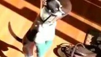 Шустрый пёс-инвалид - смотреть видео (0:15)