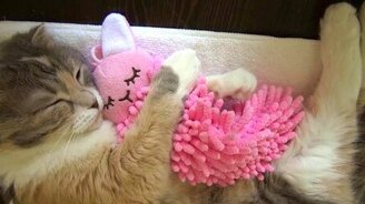 Кошка спит с игрушкой - смотреть видео (1:06)