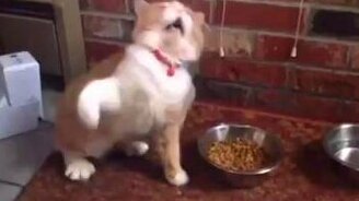 Забавный кот-чихалья - смотреть видео (0:07)