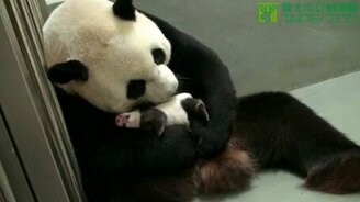 Заботливая мама-панда - смотреть видео (2:01)
