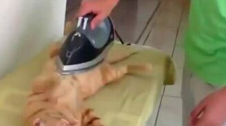 Самые смешные моменты с котами - смотреть видео (12:28)