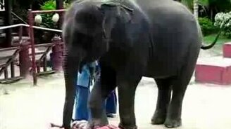 Слон массажист - смотреть видео (0:24)