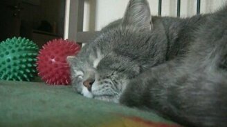 Кот ворчит во сне - смотреть видео (0:41)