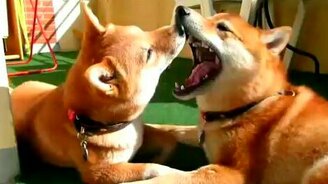 Два рыжих милых пса - смотреть видео (1:16)