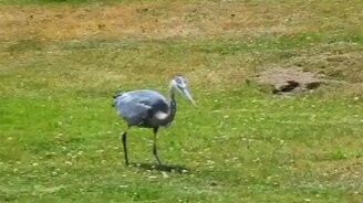 Цапля ловит грызуна - смотреть видео (2:21)