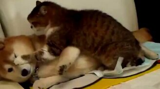 Дружба кота и собаки - смотреть видео (1:01)