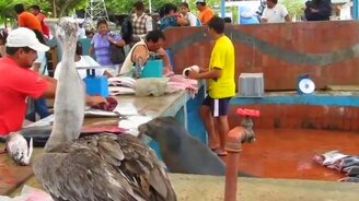 Как непросто рыбу продавать - смотреть видео (3:50)