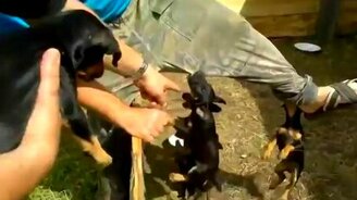 Маленькие злобные охранники - смотреть видео (1:17)