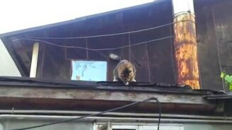 Трудный путь кошки домой - смотреть видео (0:35)