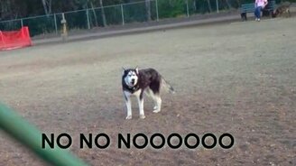 Хаски не хочет домой - смотреть видео (1:09)