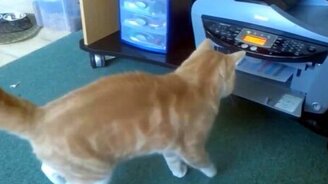 Подборка с сообразительными котами и кошками - смотреть видео (4:26)