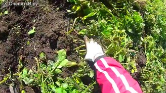 Копка картошки от первого лица - смотреть видео (1:30)