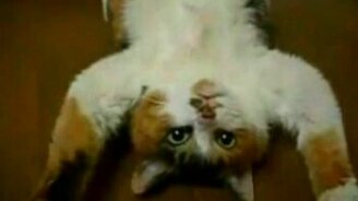 Кошки и коты - лентяи - смотреть видео (1:39)