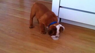 Маленький бульдог против льдинки - смотреть видео (0:45)