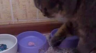 Кот умеет растягивать удовольствие - смотреть видео (2:14)