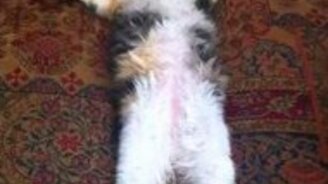 Безумно милый спящий котёнок - смотреть видео (0:34)