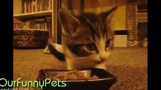 Наши смешные кошки - смотреть видео (2:25)