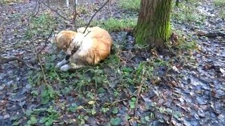 Пёс валяется в листве - смотреть видео (1:52)