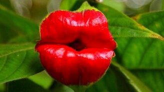 Лучшие оптические иллюзии 2014 года - смотреть видео (7:06)