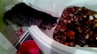 Кошка и грибочки - смотреть видео (0:28)