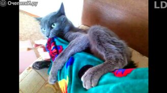 Курьёзные и весёлые приколы - смотреть видео (4:16)