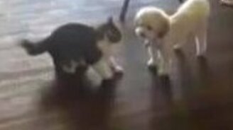 Кот против псинки - смотреть видео (0:10)