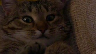 Кот в бесовском ступоре - смотреть видео (0:52)