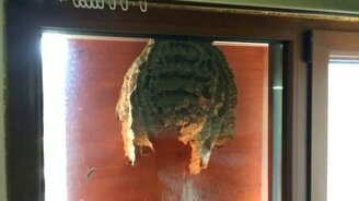 Огромное осиное гнездо в окне - смотреть видео (0:40)