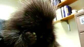 Симпатичный дикобраз - смотреть видео (1:24)