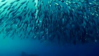 Красивые кадры из океана - смотреть видео (0:47)