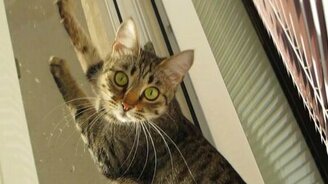 Кошка крякает на птичек - смотреть видео (0:47)